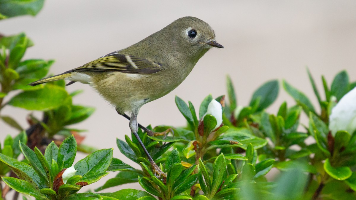Ruby-crowned Kinglet - ML645767332