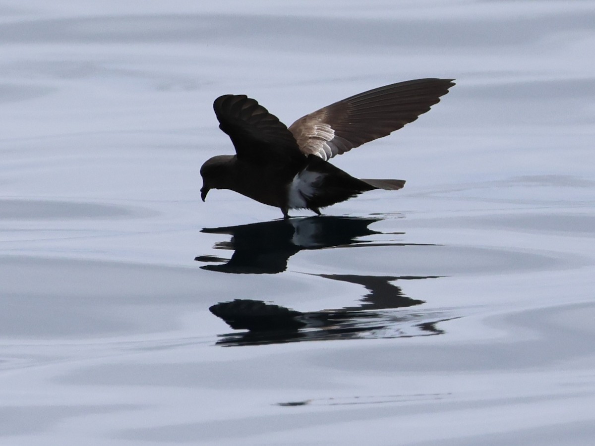 Wilson's Storm-Petrel - ML645767339