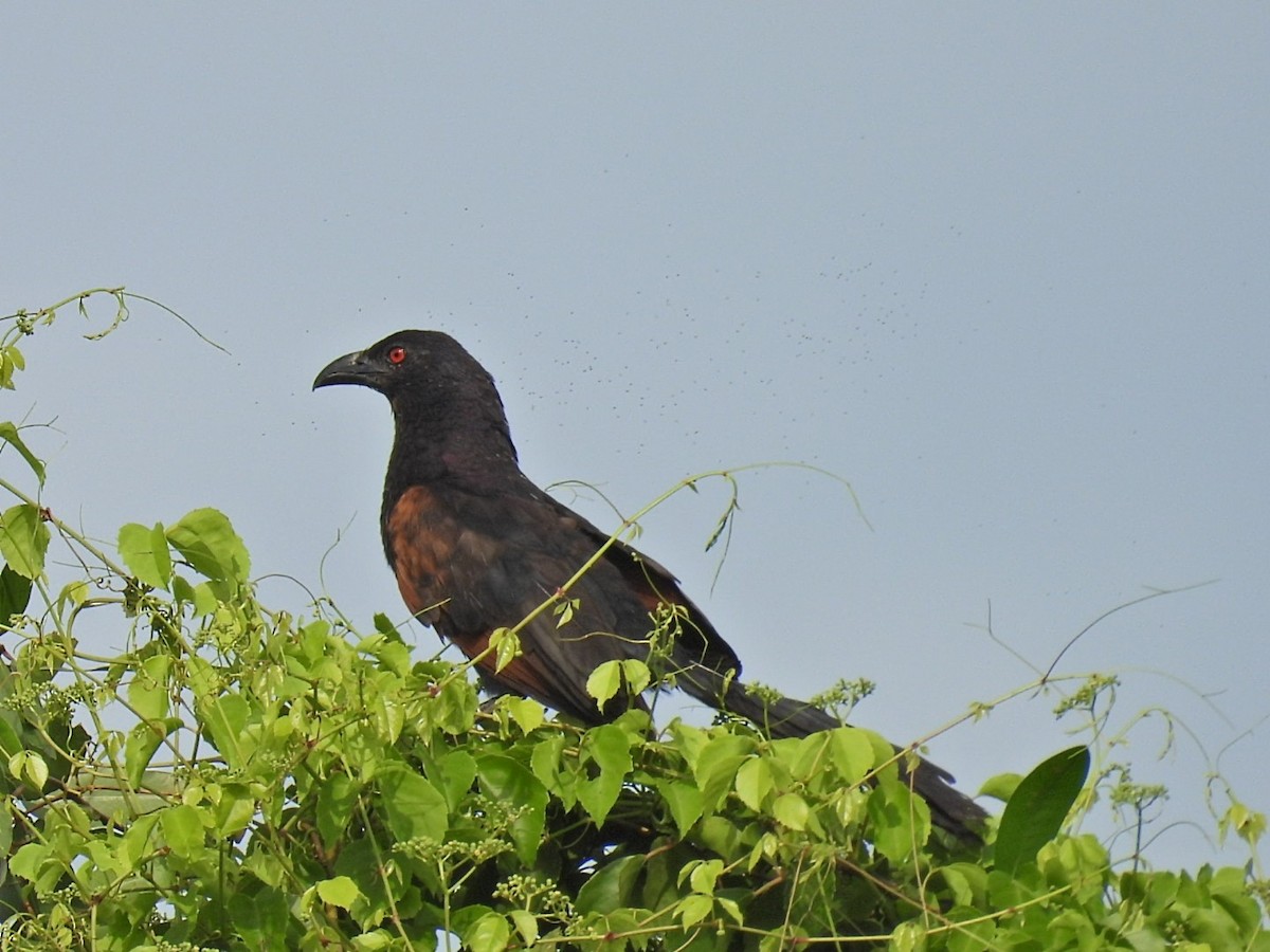 Sunda Coucal - ML645767341