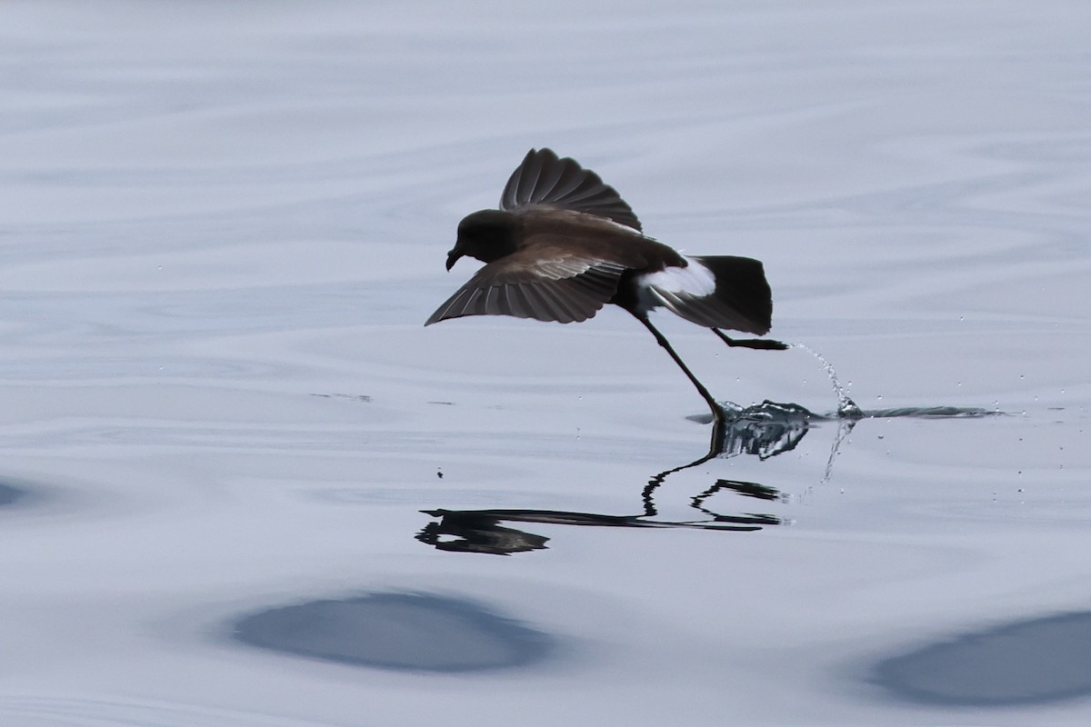Wilson's Storm-Petrel - ML645767350