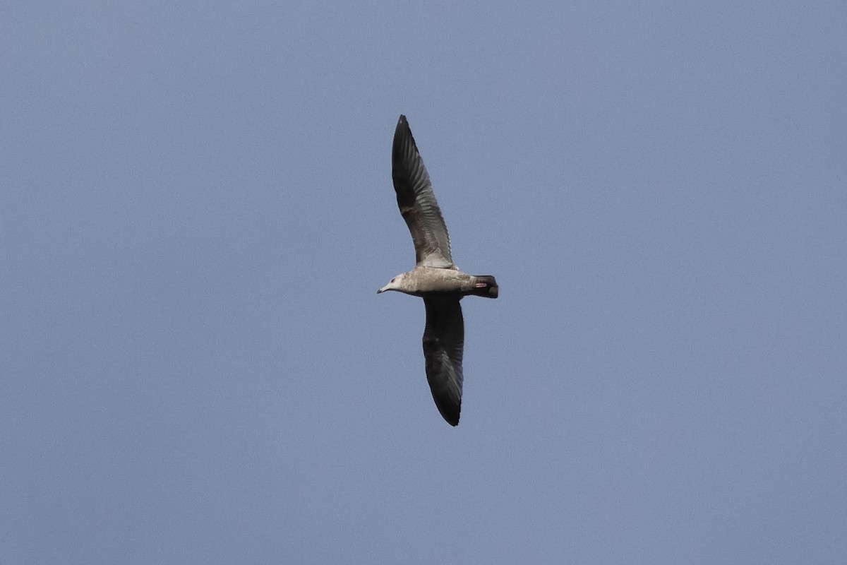 racek západní - ML645767352