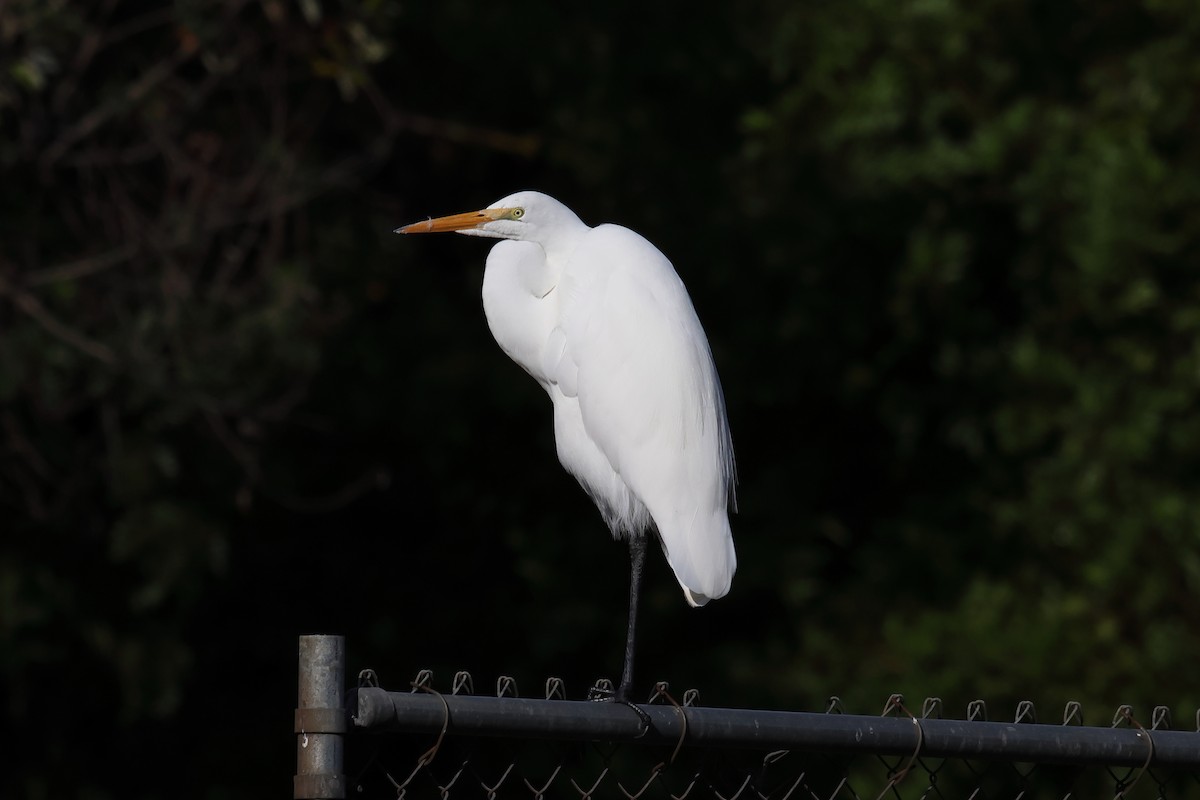 Garceta Grande - ML645767354