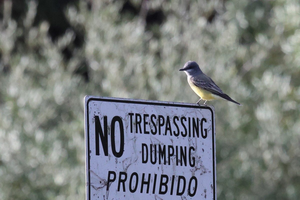 Cassin's Kingbird - ML645767355