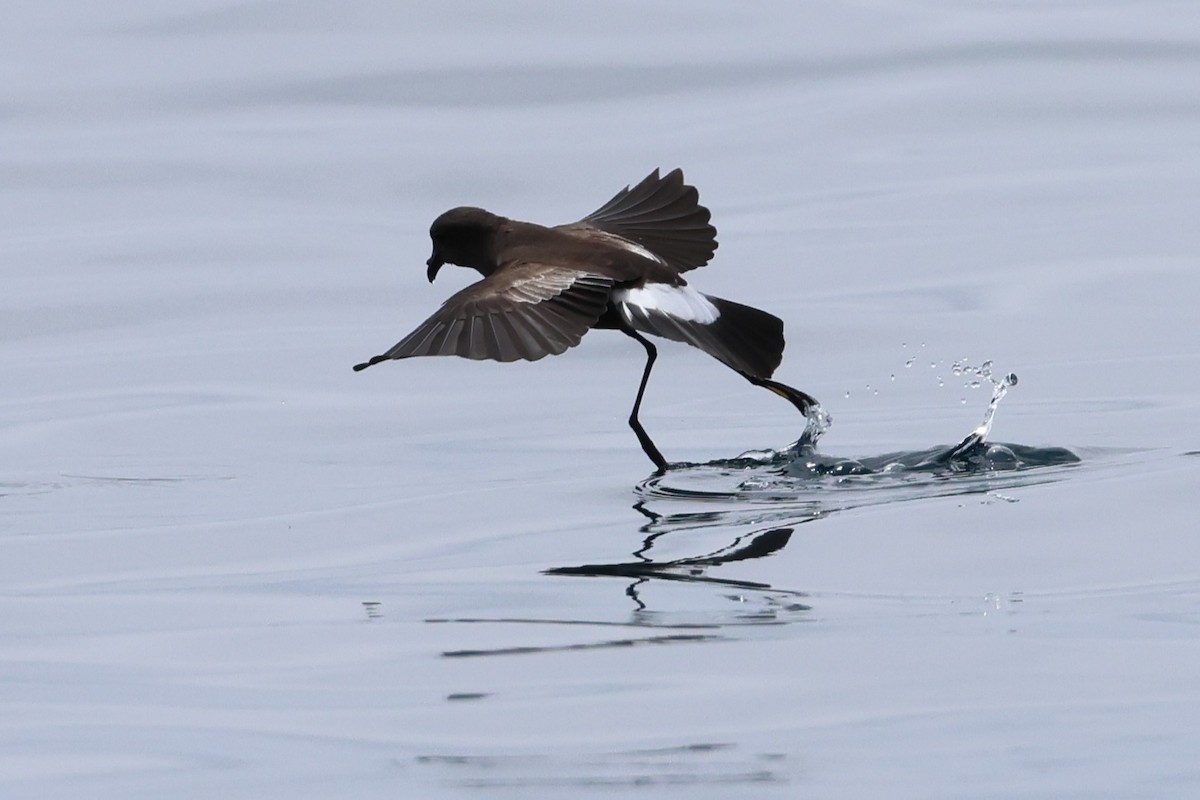 Wilson's Storm-Petrel - ML645767361