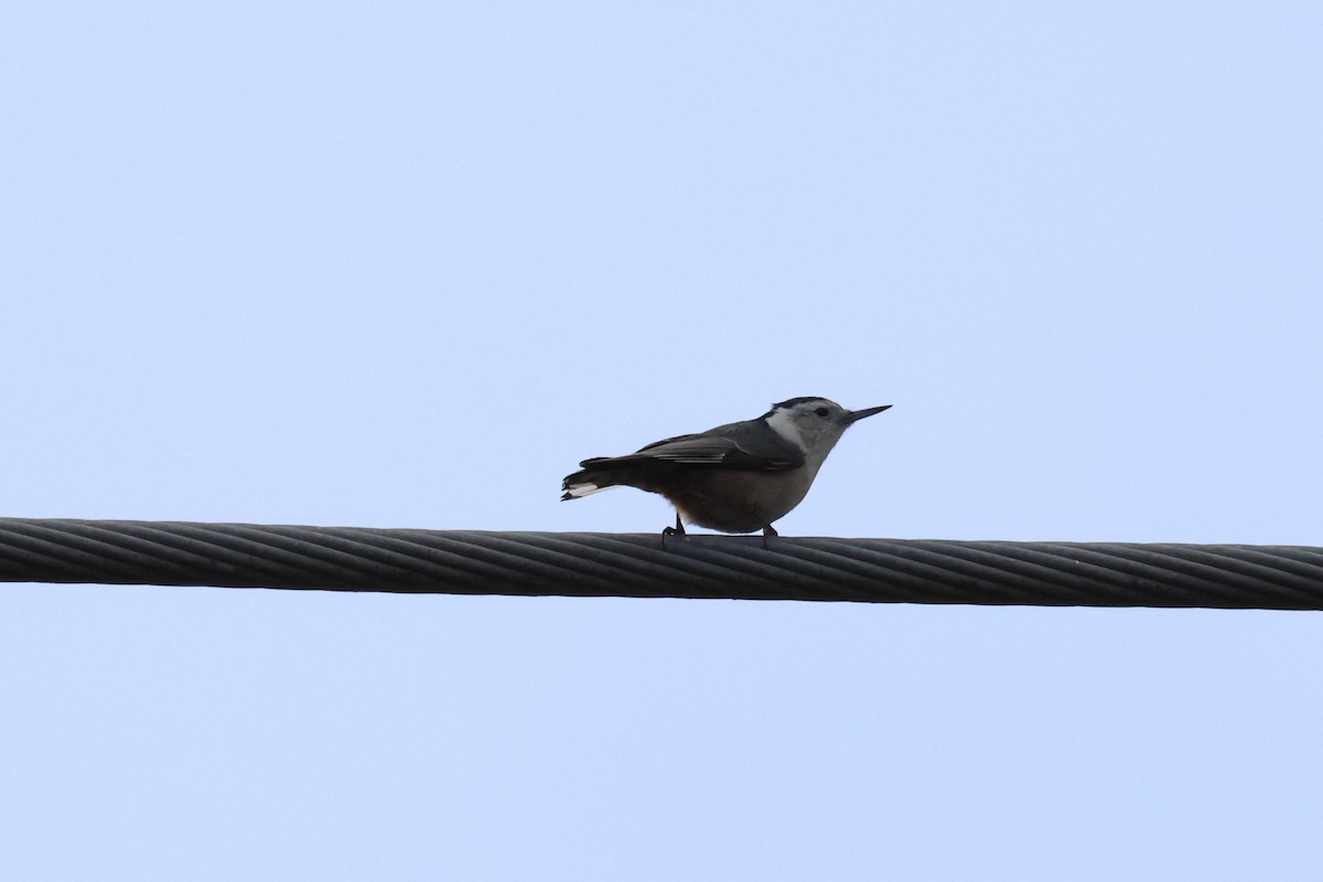 brhlík běloprsý - ML645767369