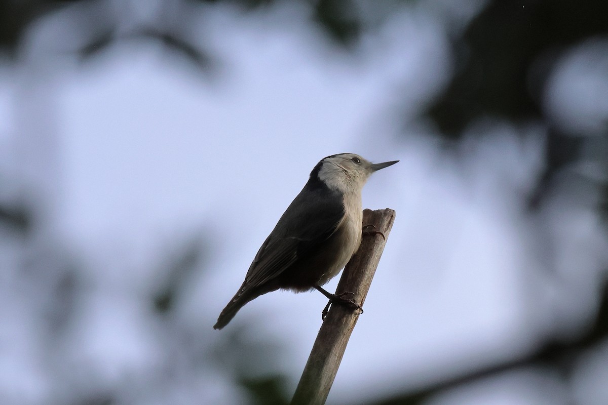 brhlík běloprsý - ML645767370