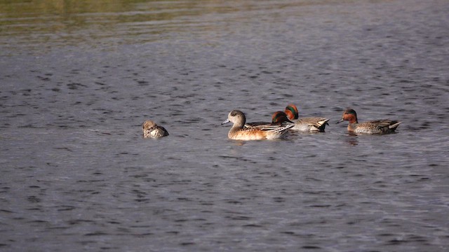 שרשיר - ML645767384