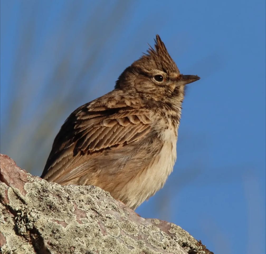 Thekla's/Crested Lark - ML645767385