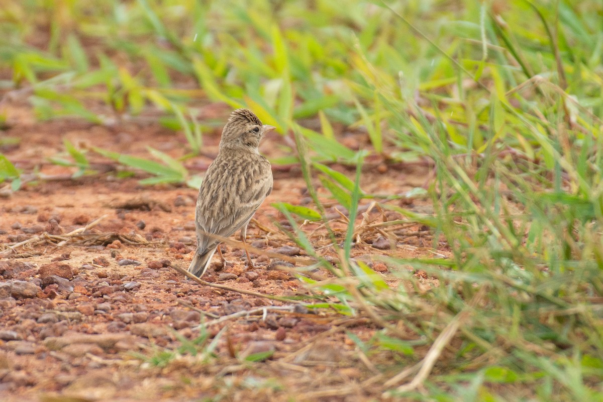 Жайворонок тибетський - ML645767386