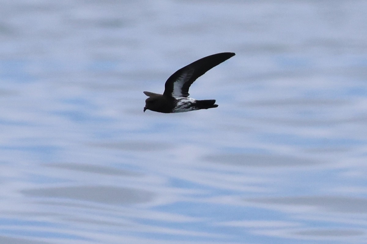 New Zealand Storm-Petrel - ML645767387