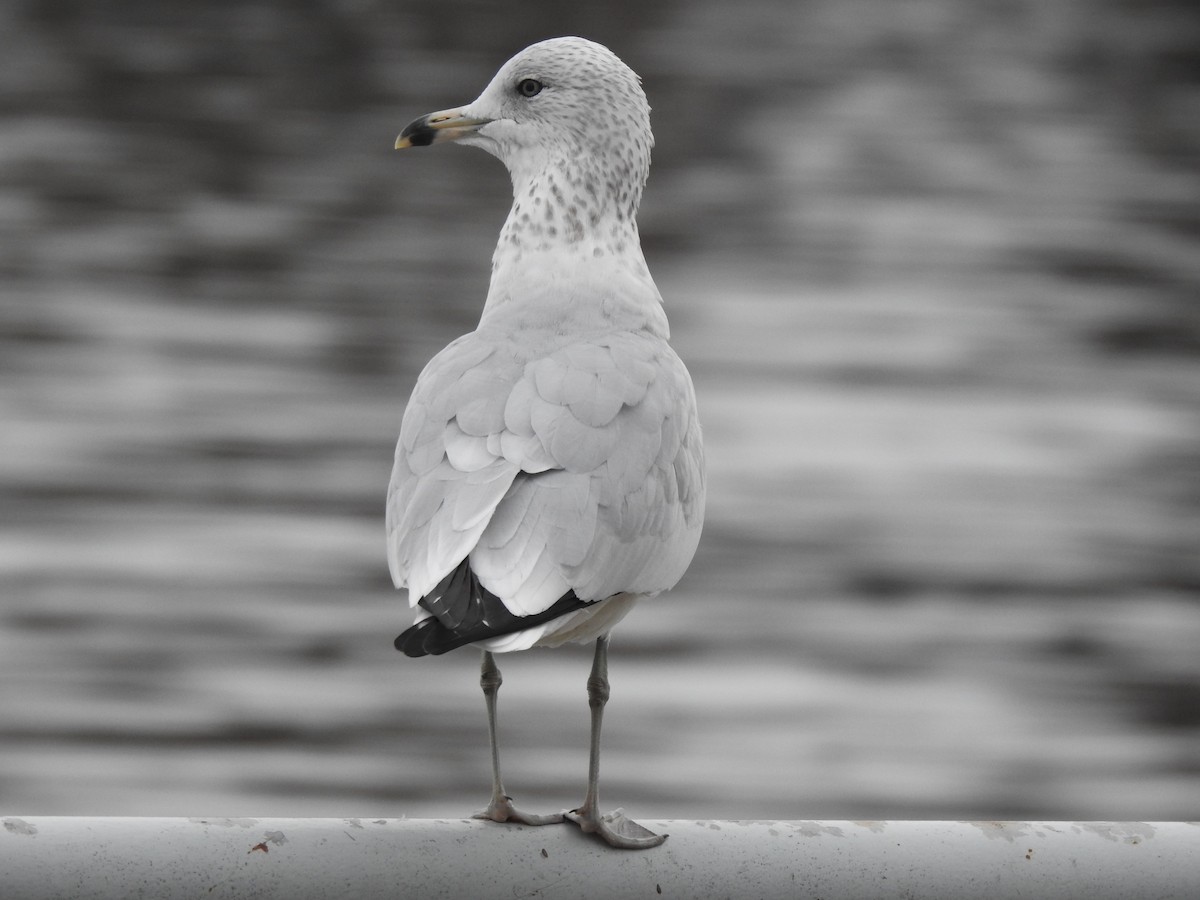 Ring-billed Gull - ML645767395