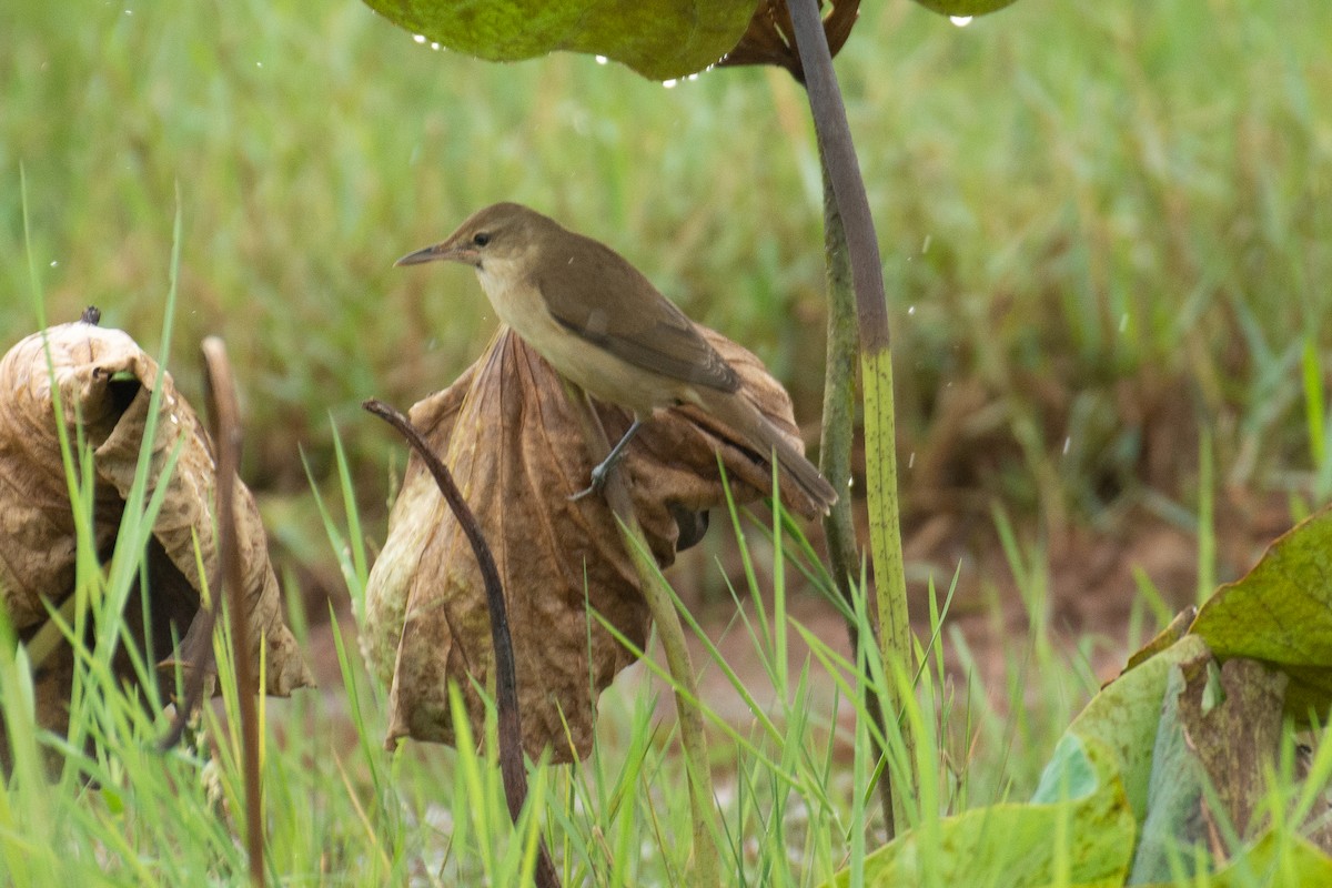 Clamorous Reed Warbler - ML645767401