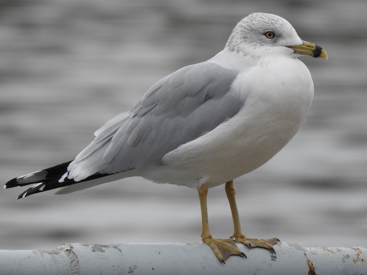 Ring-billed Gull - ML645767429