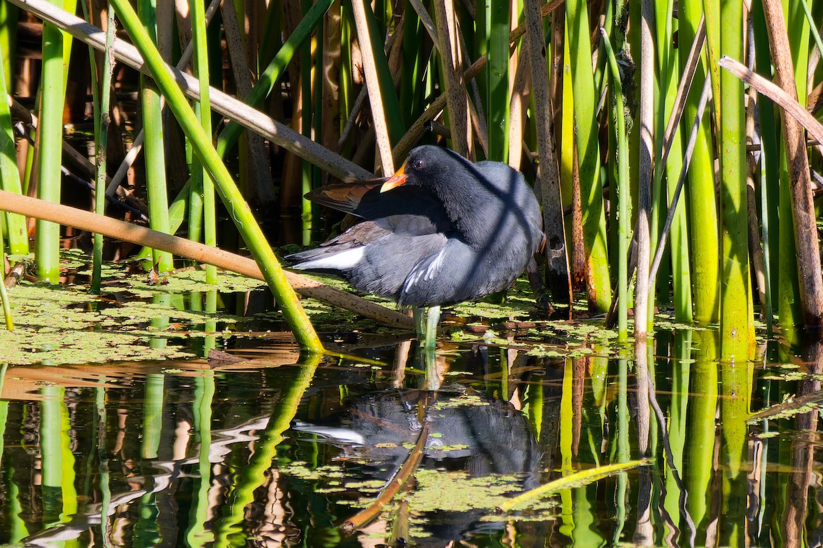 סופית אמריקנית - ML645767436