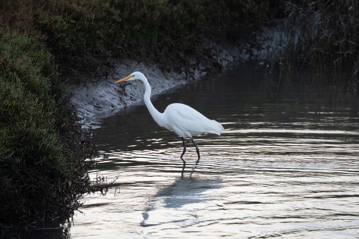 Garceta Grande - ML645767439