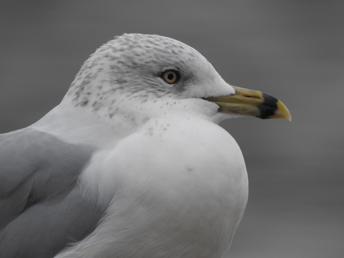 Ring-billed Gull - ML645767443