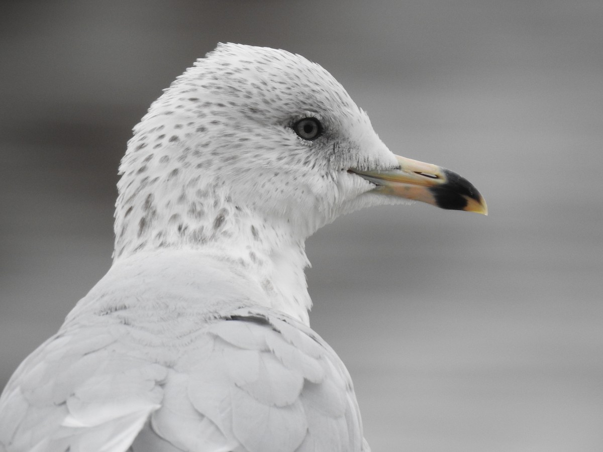 Ring-billed Gull - ML645767448