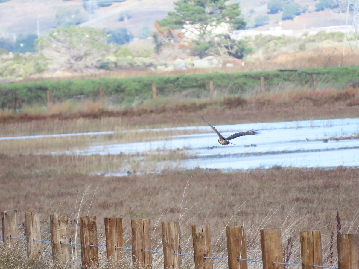 Northern Harrier - ML645767465