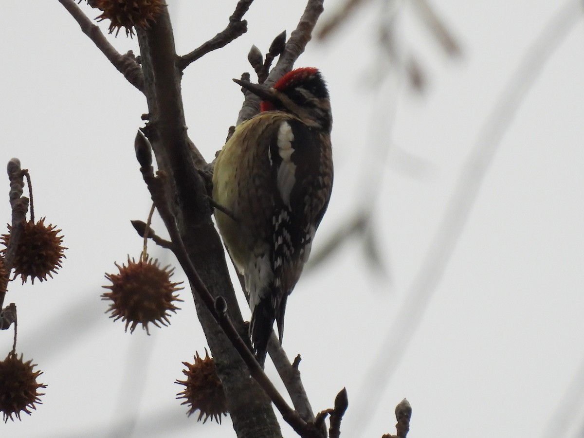 Yellow-bellied Sapsucker - ML645767466