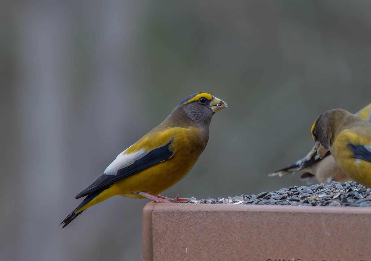 Evening Grosbeak - ML645767470