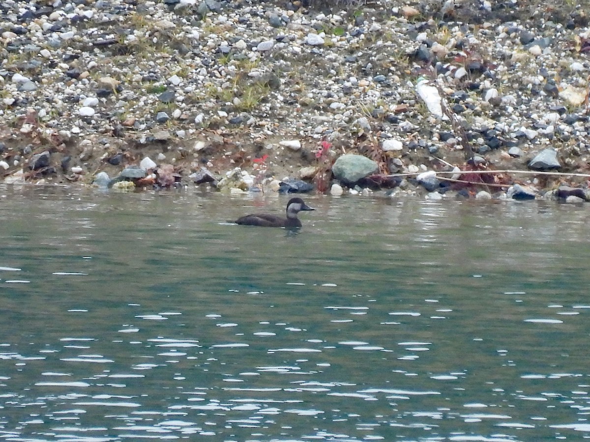 amerikasvartand - ML645767487