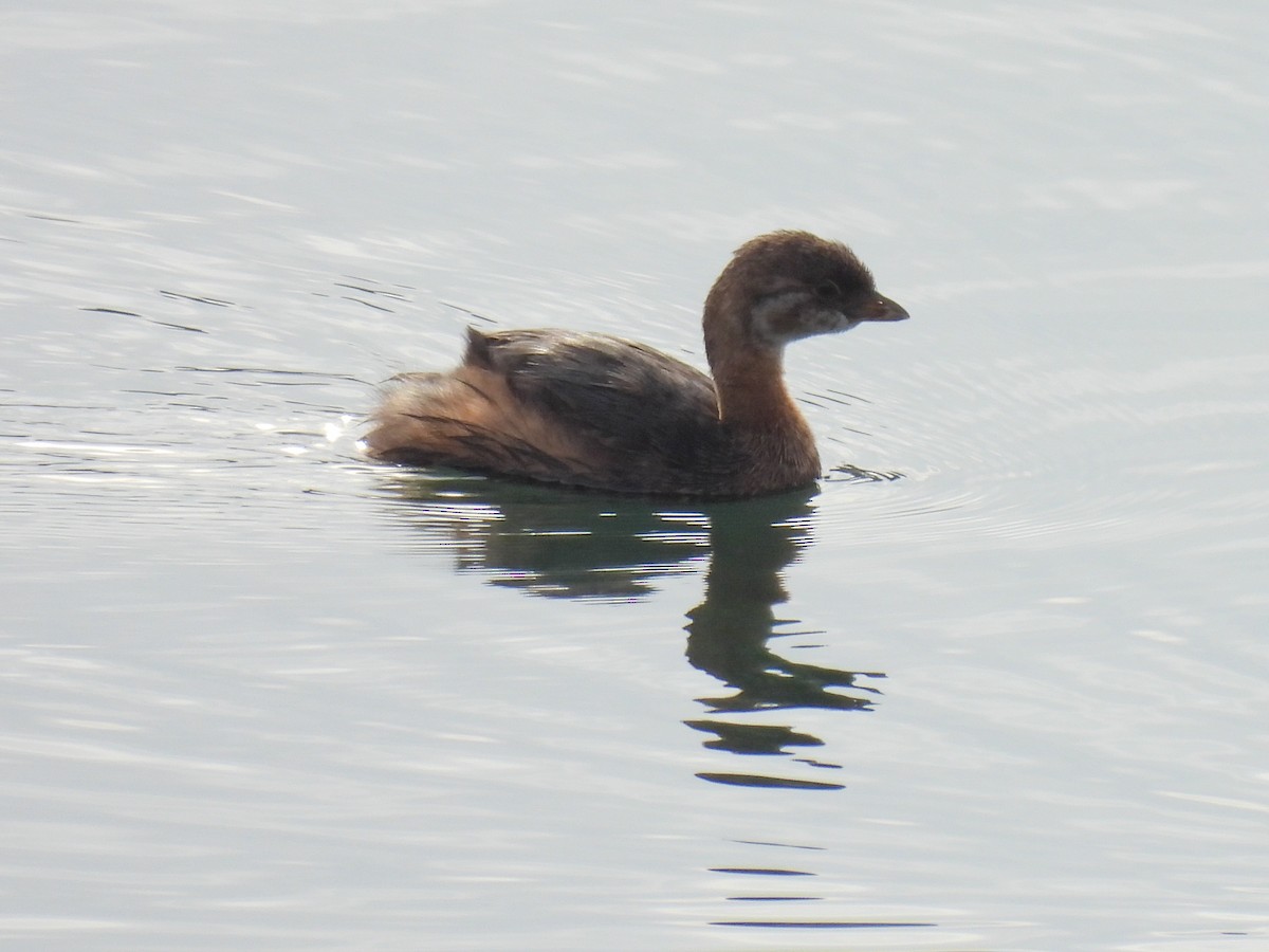 Pied-billed Grebe - ML645767491