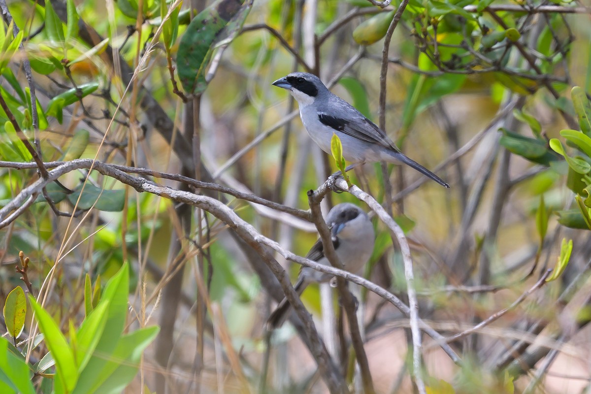 Örümcekkuşu Tangarası - ML645767496