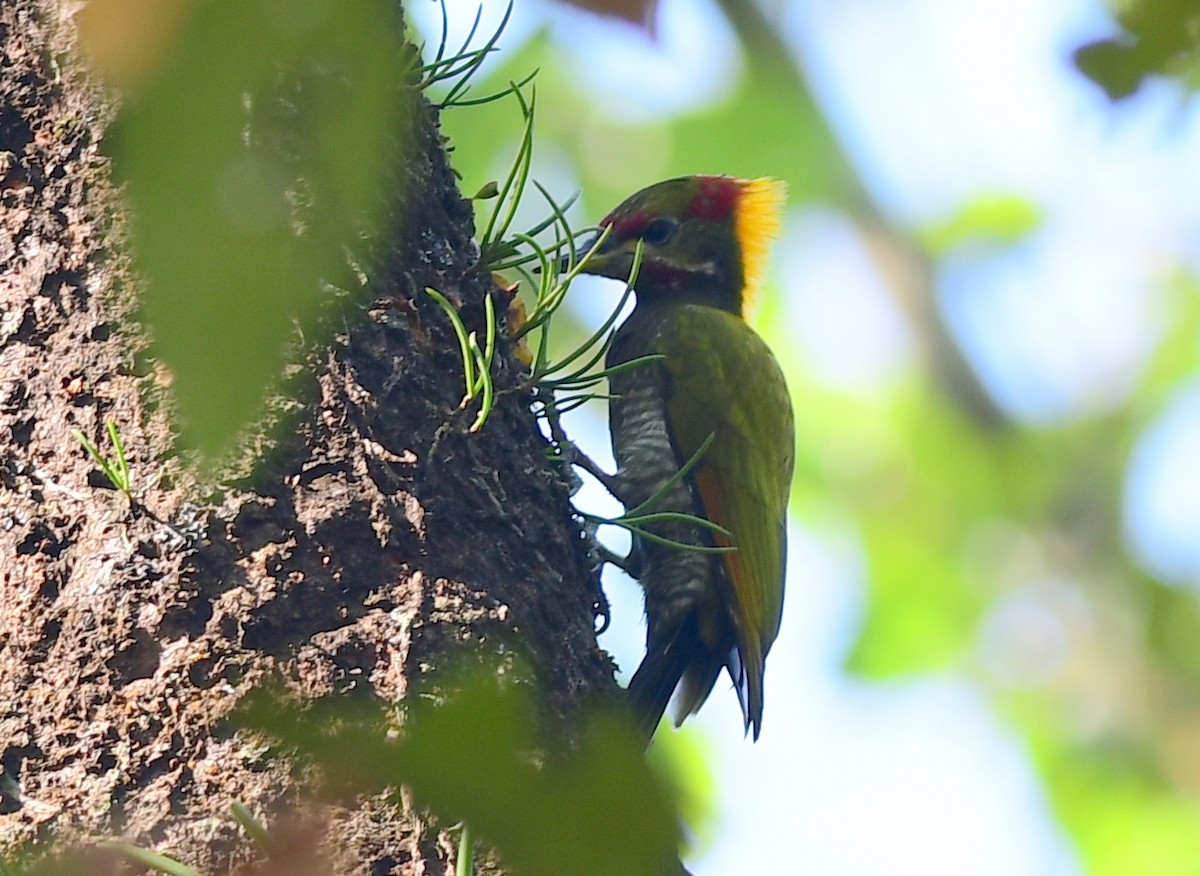 Lesser Yellownape - ML645767516