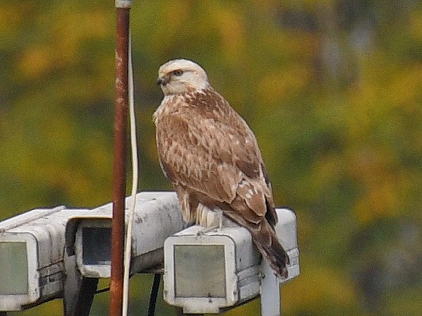 Busardo Mongol - ML645767518