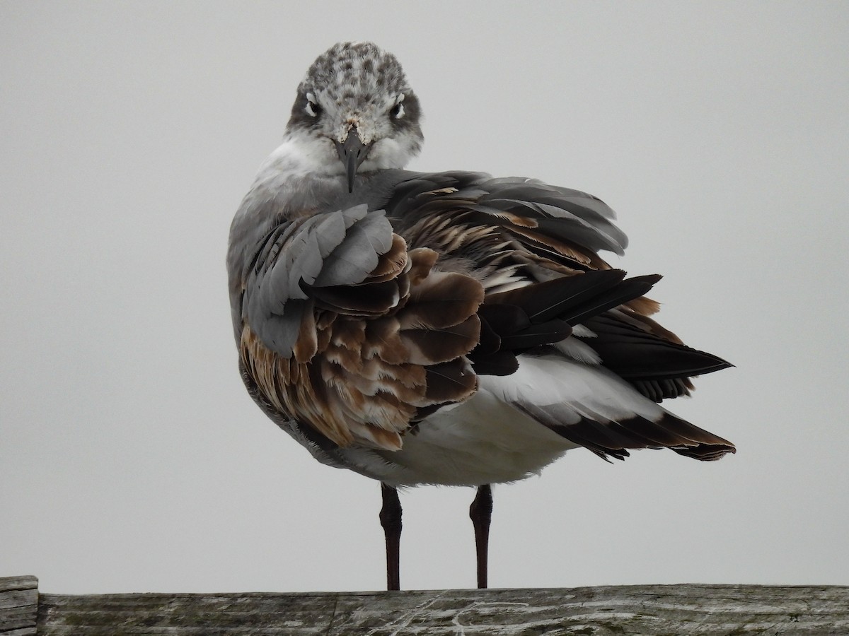Laughing Gull - ML645767528