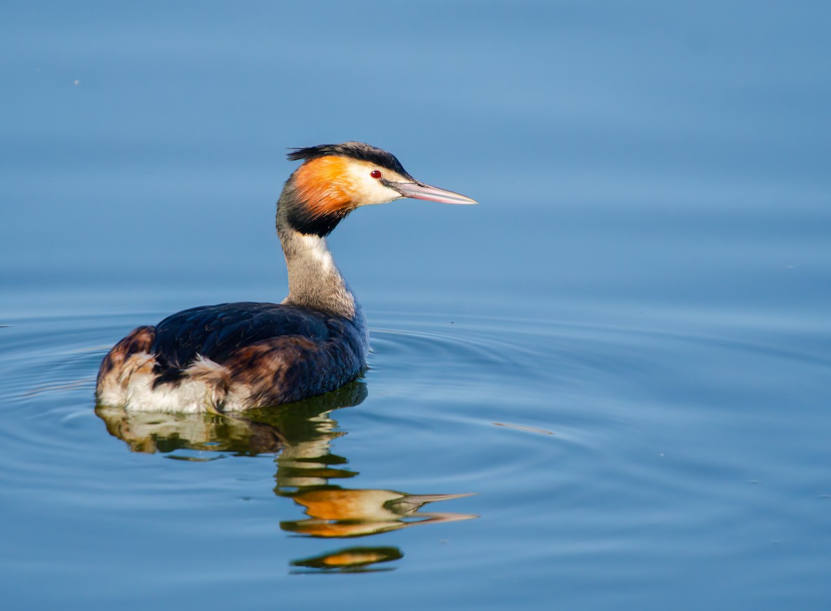 Great Crested Grebe - ML645767533