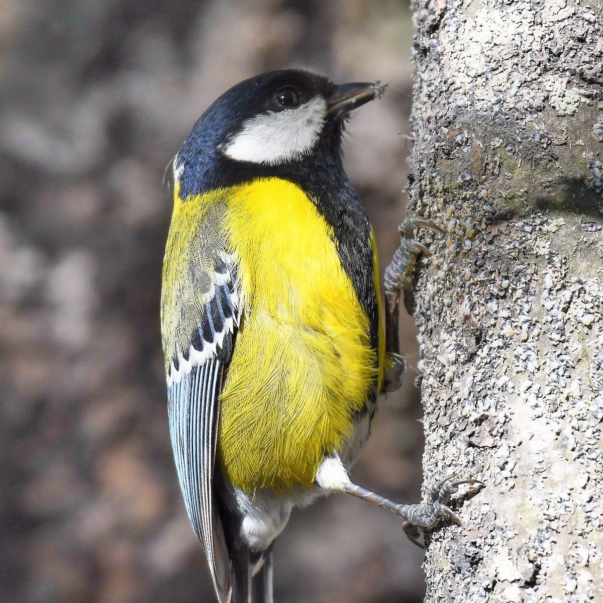 Bergkohlmeise - ML645767536