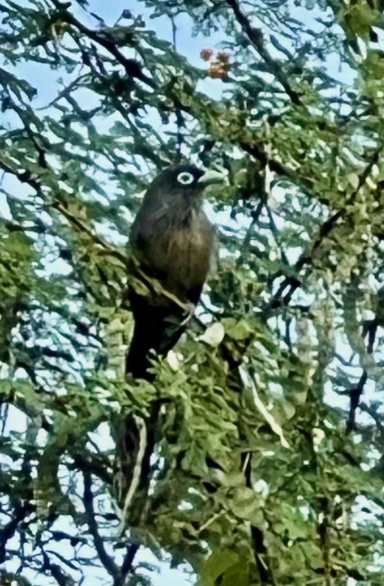 Blue-faced Malkoha - ML645767537