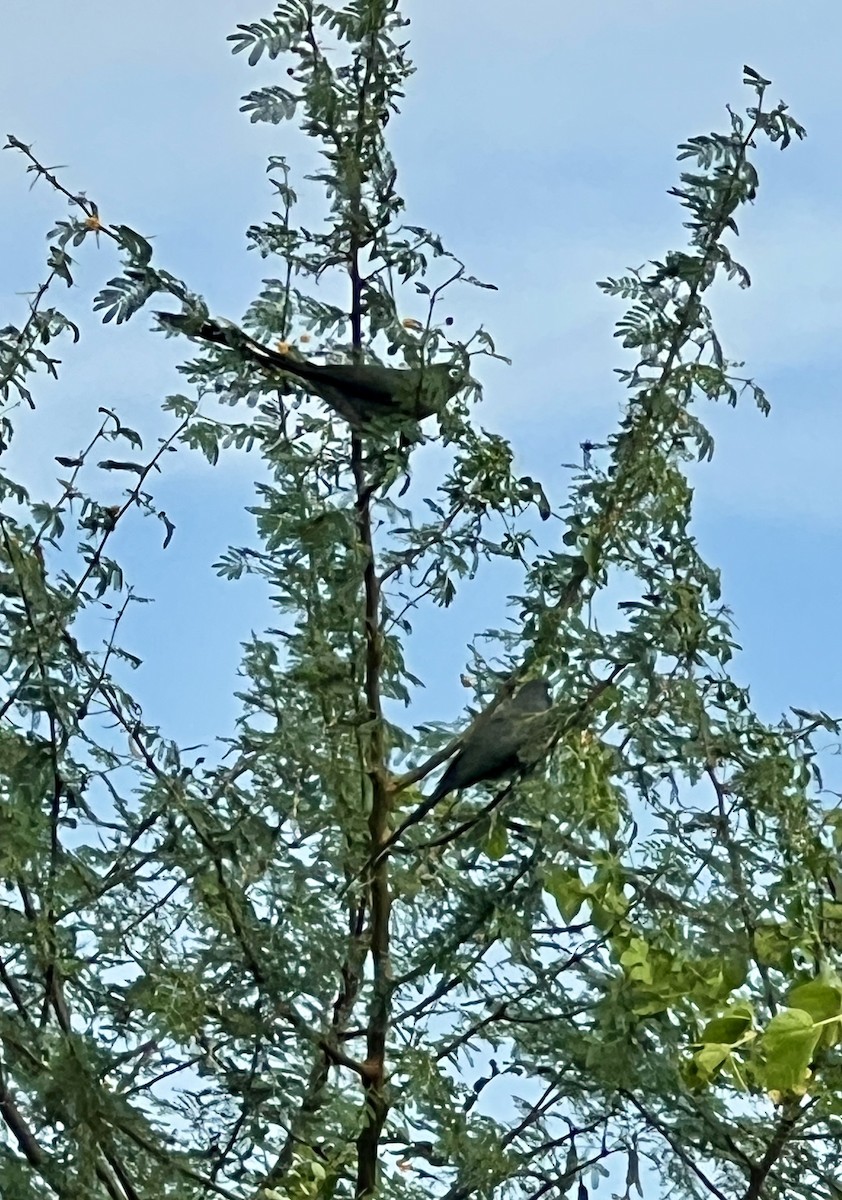 Blue-faced Malkoha - ML645767538