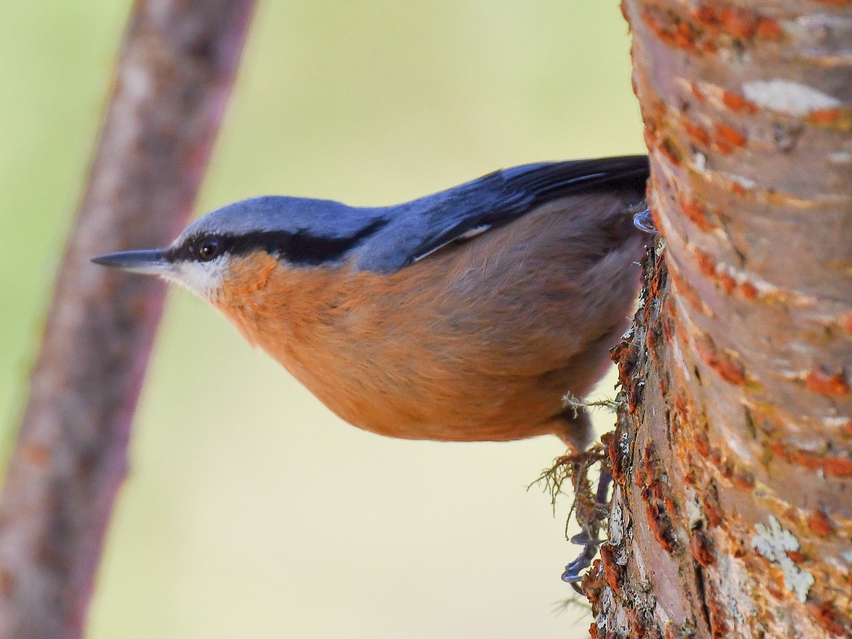 Garrapo eurasiarra - ML645767547