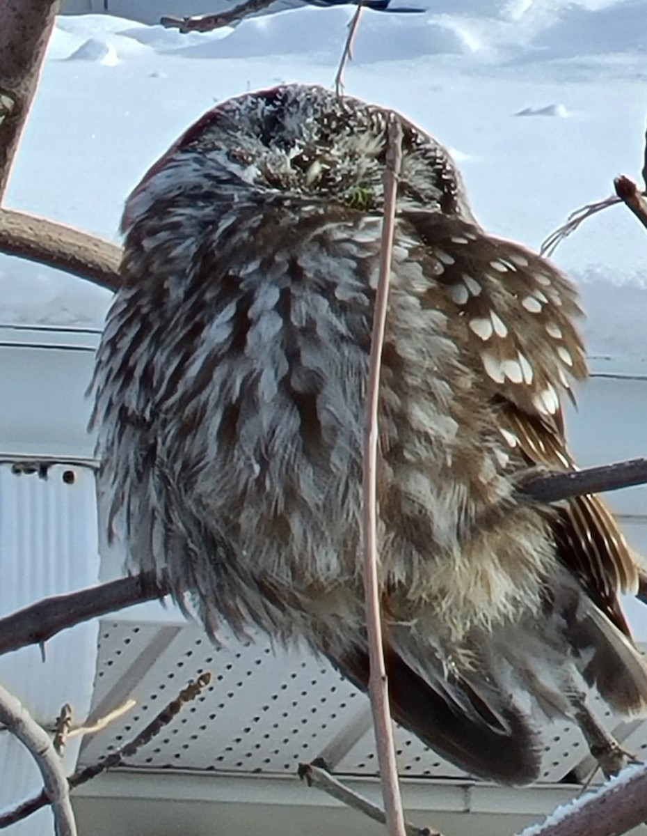 Boreal Owl - ML645767551