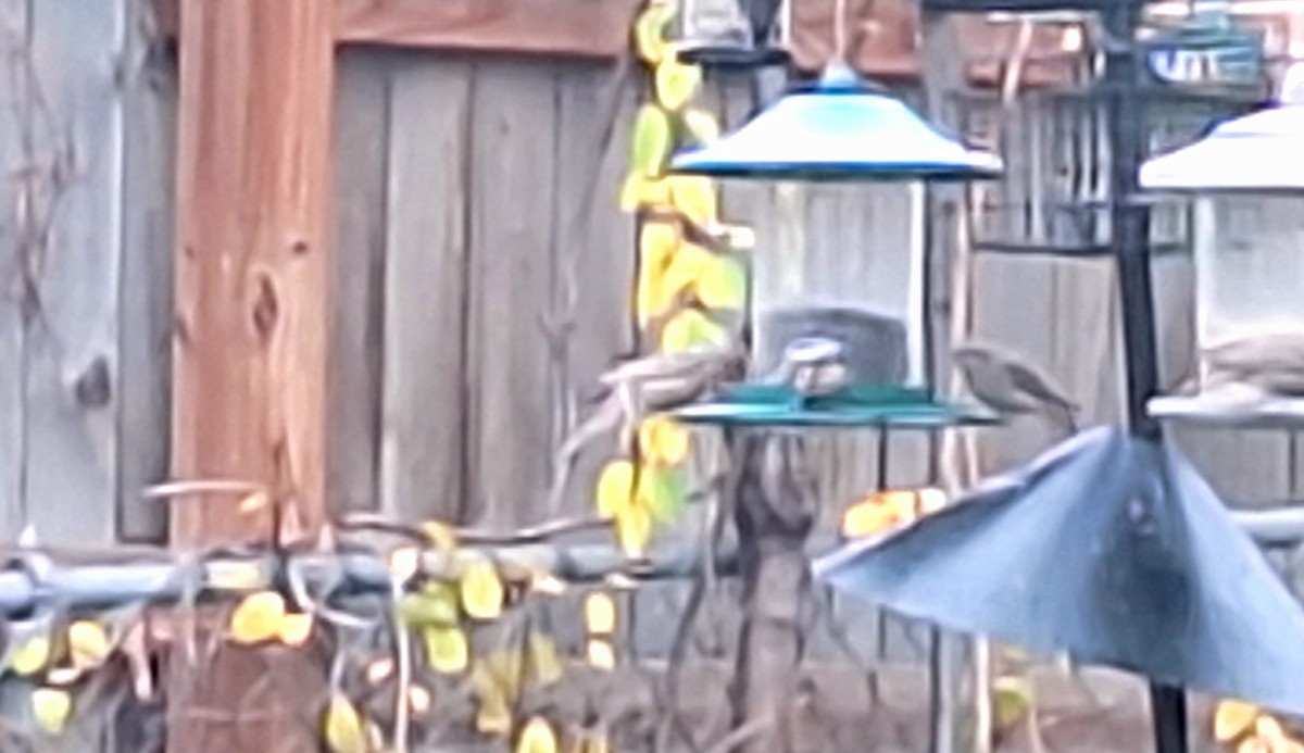 Roselin familier - ML645767557