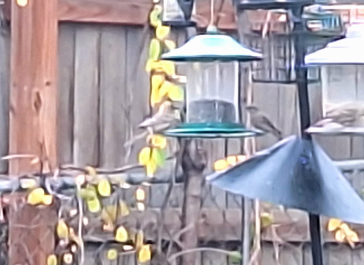 Roselin familier - ML645767558