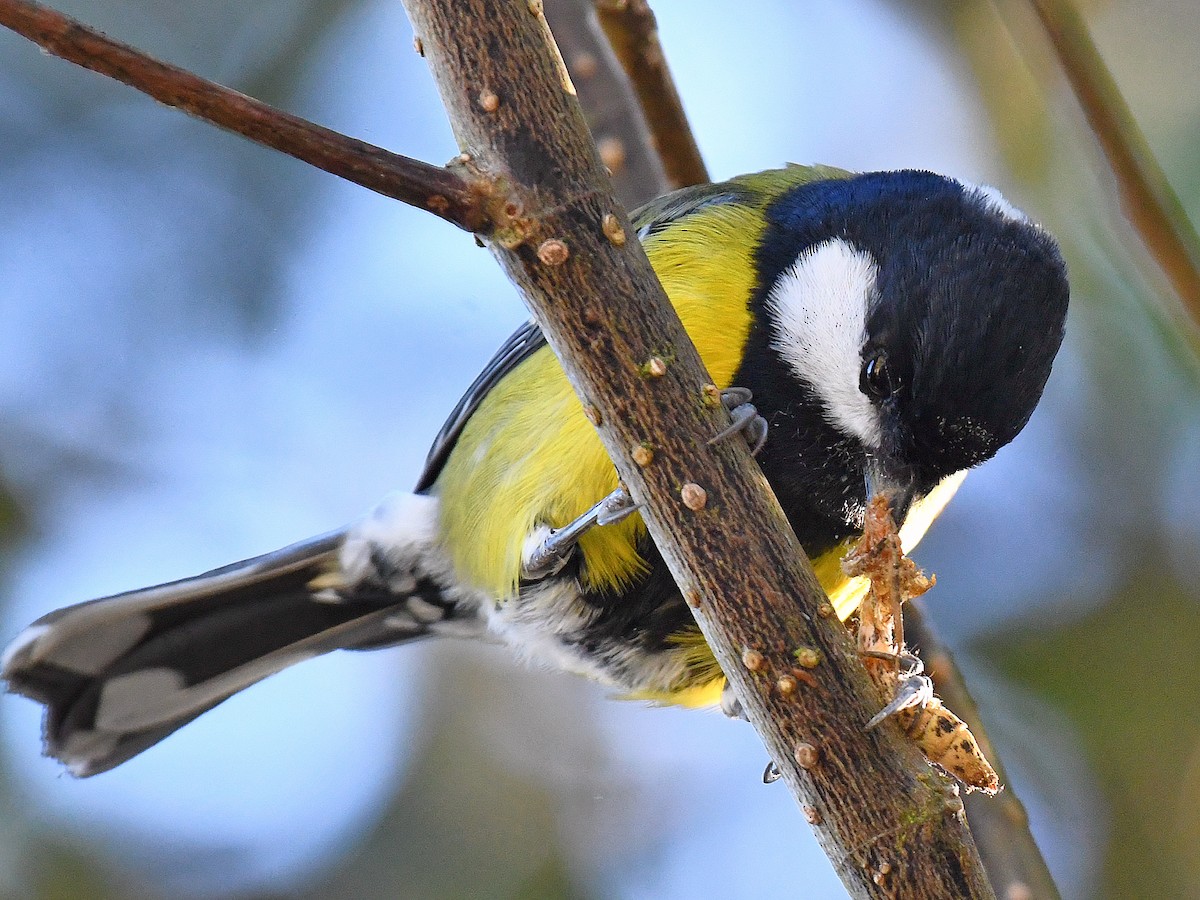 Bergkohlmeise - ML645767565