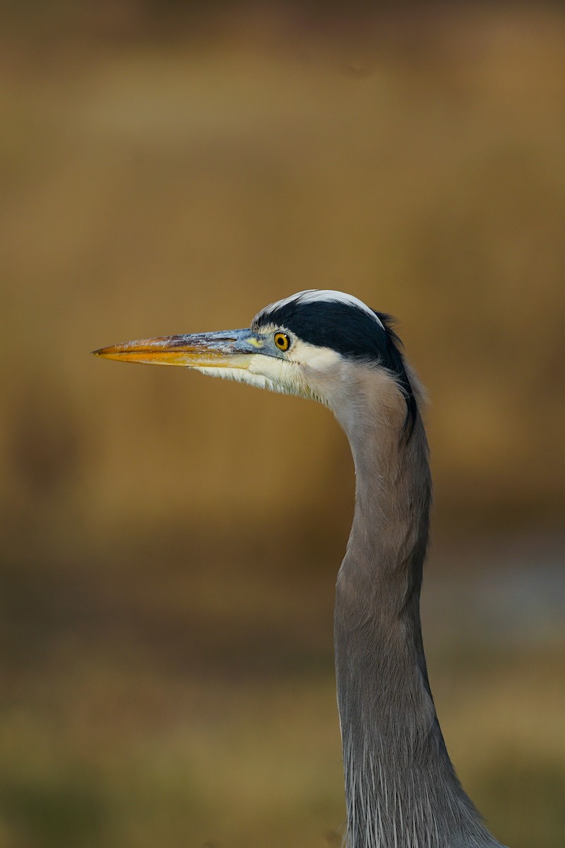 Great Blue Heron - ML645767567