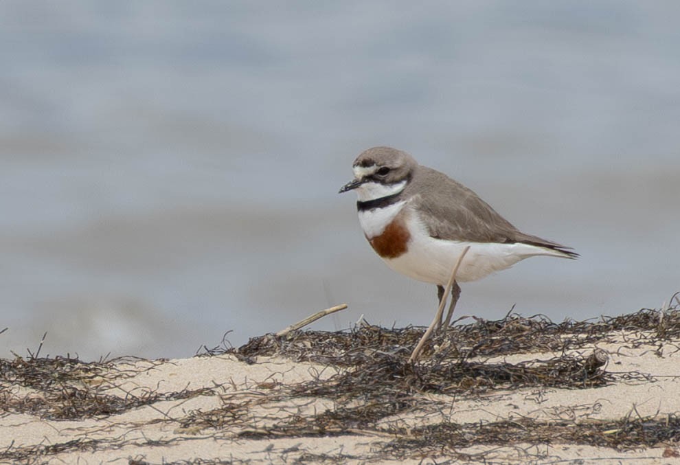 Double-banded Plover - ML645767588