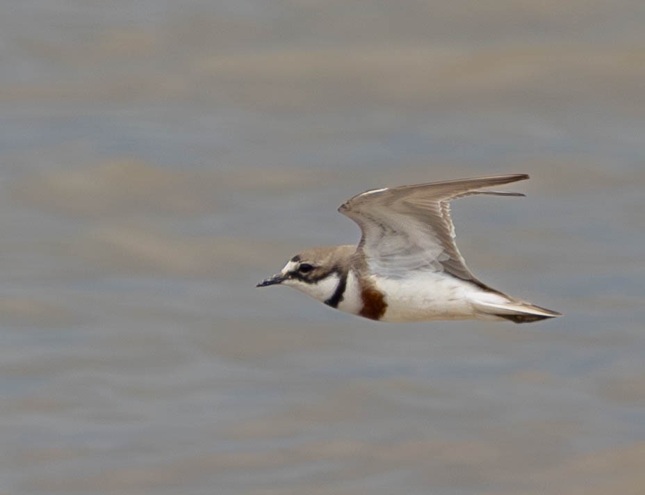 Double-banded Plover - ML645767589