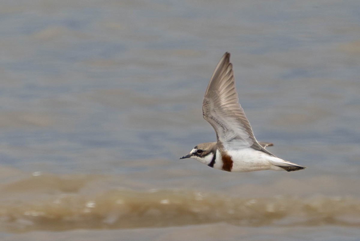 Double-banded Plover - ML645767590
