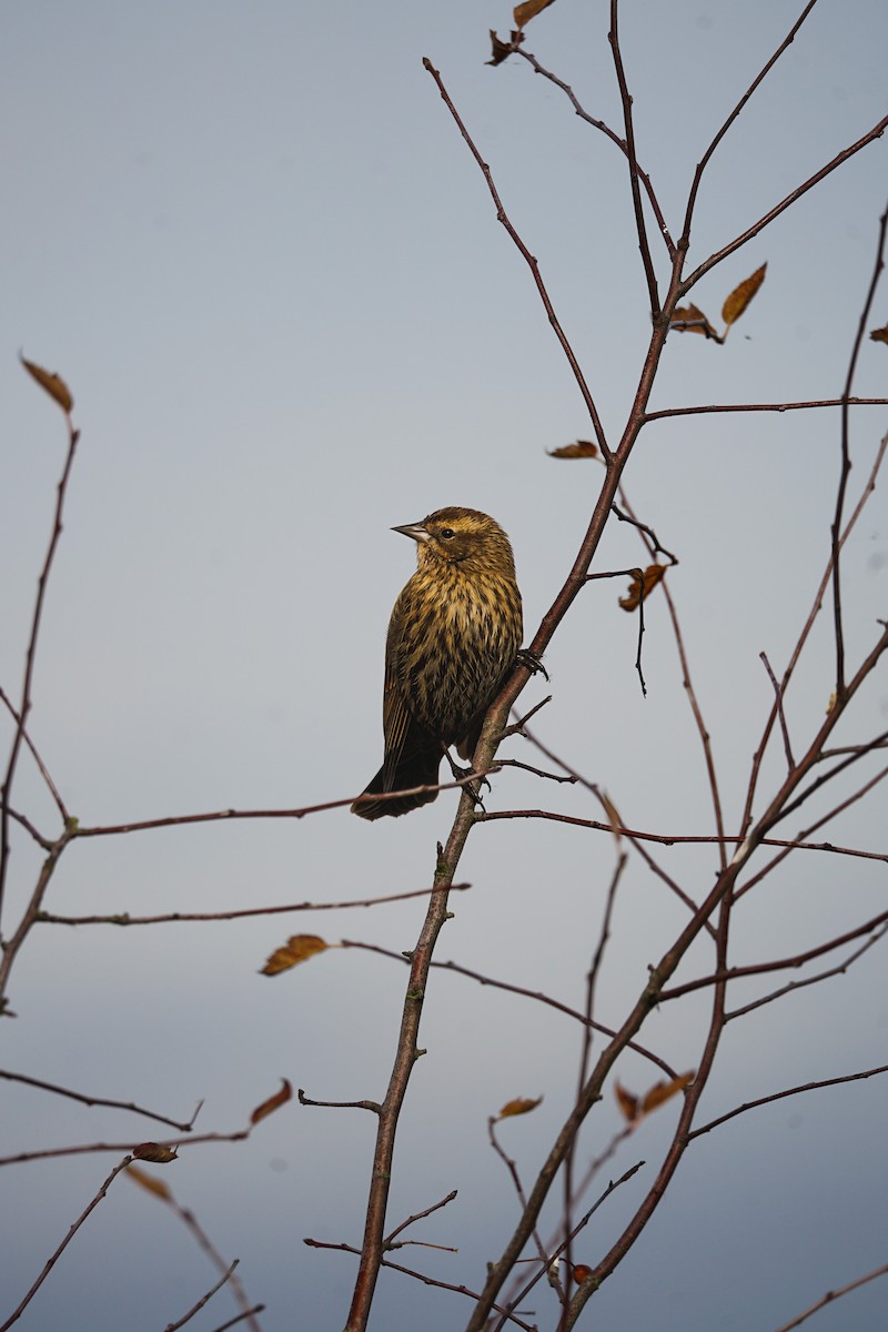 Red-winged Blackbird - ML645767597