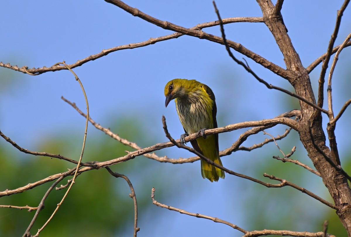 Indian Golden Oriole - ML645767602