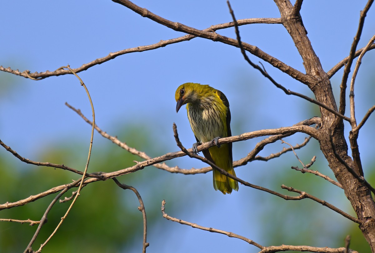 Indian Golden Oriole - ML645767603