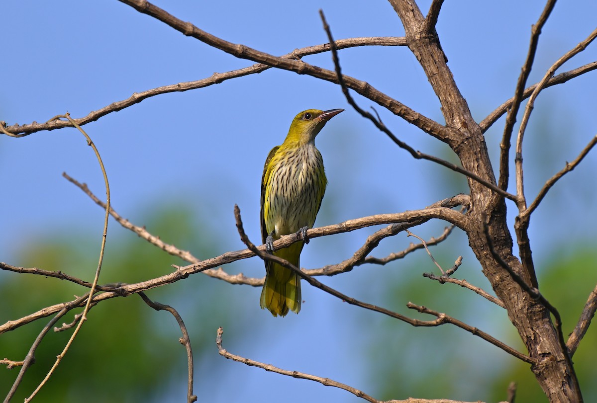 Indian Golden Oriole - ML645767604