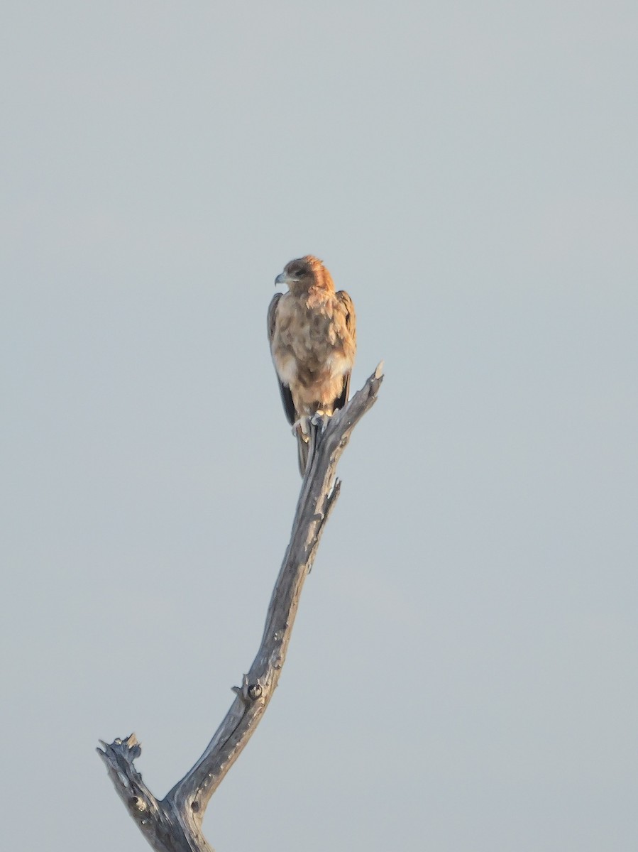 Tawny Eagle - ML645767607
