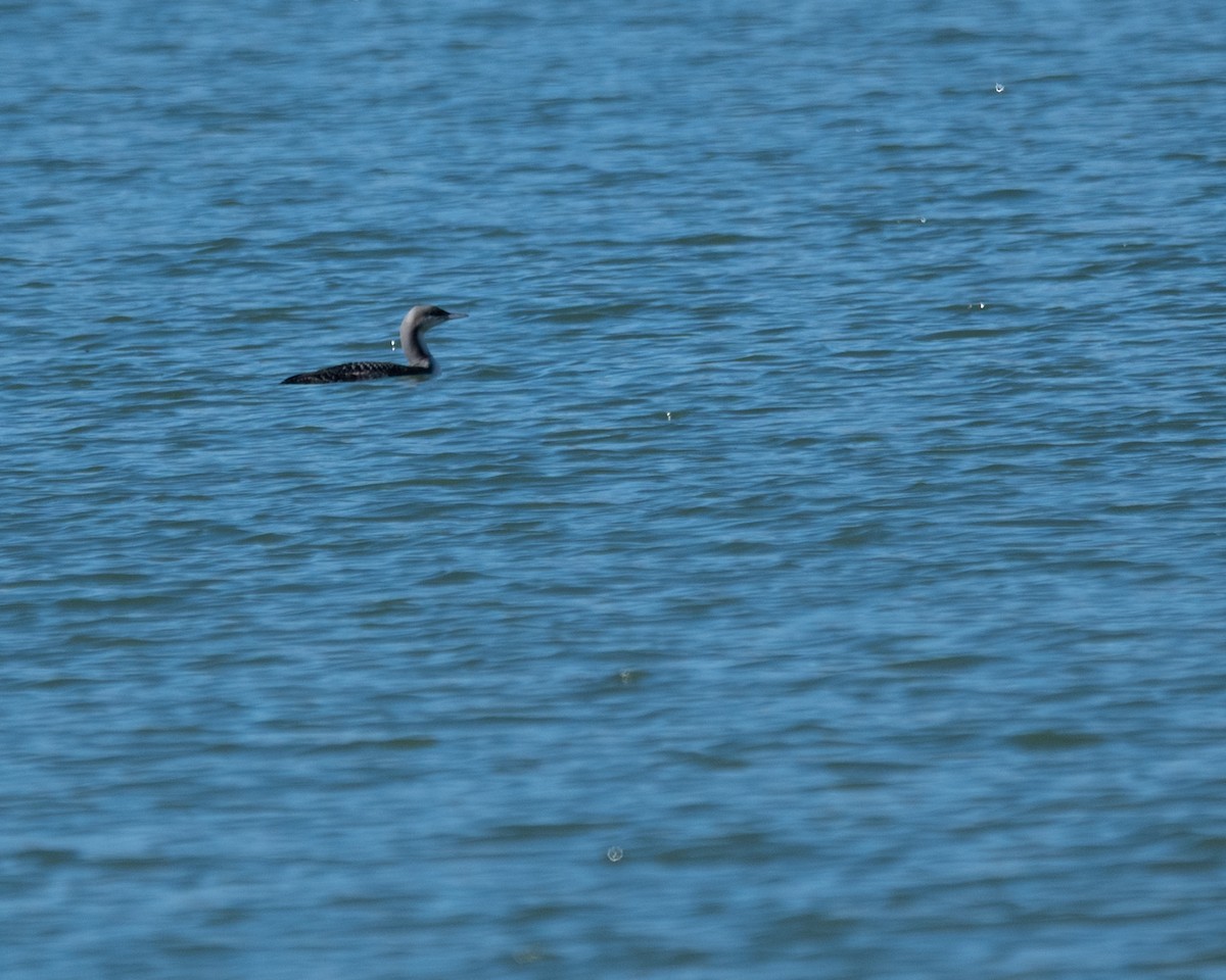 potáplice pacifická - ML645767612