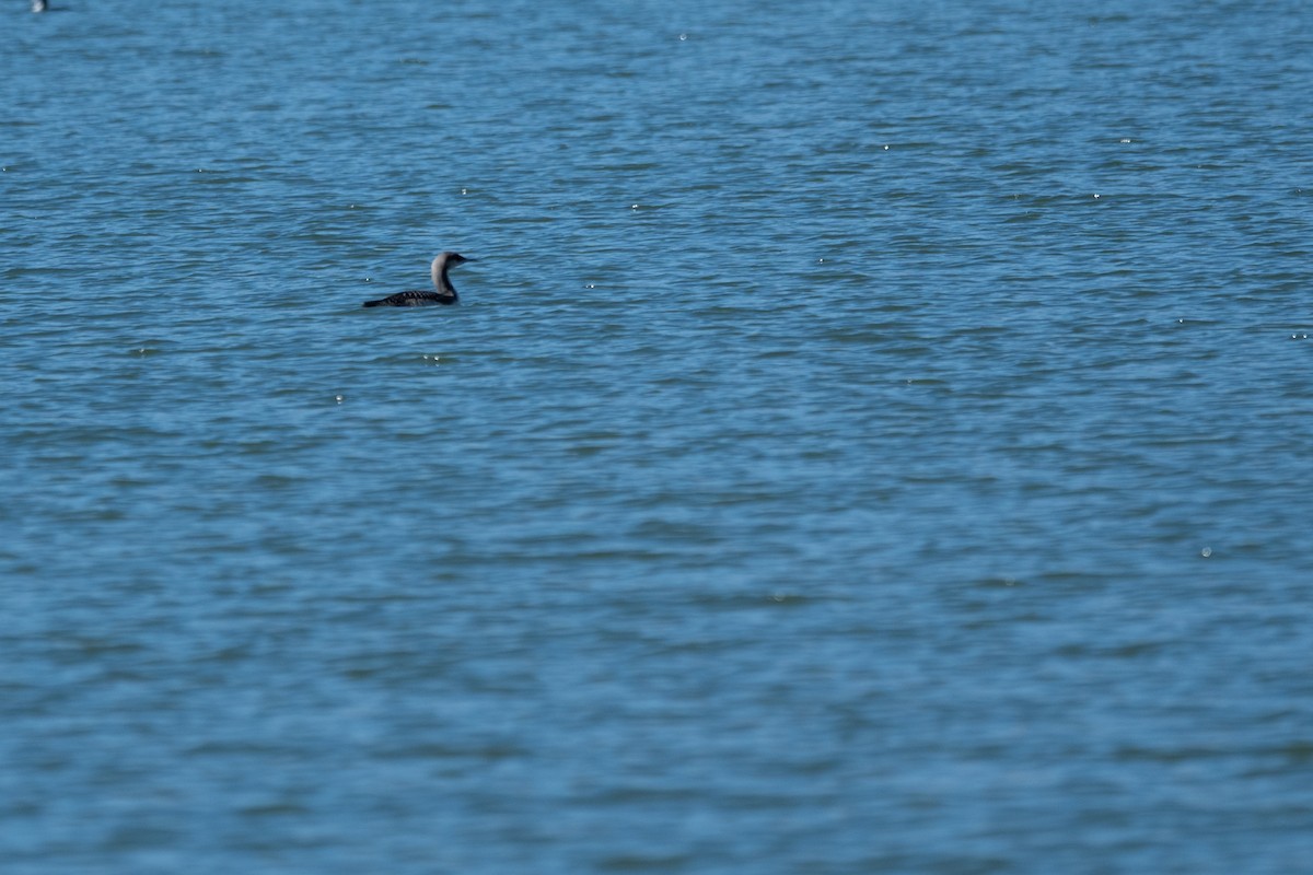 potáplice pacifická - ML645767613